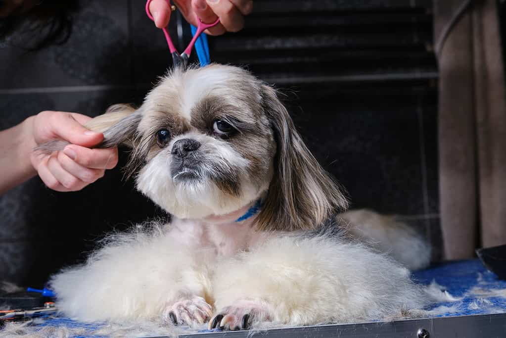 Shih tzu si sta curando