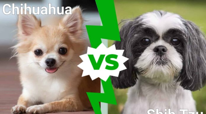 I cani più carini del mondo: Chihuahua contro Shih Tzu
