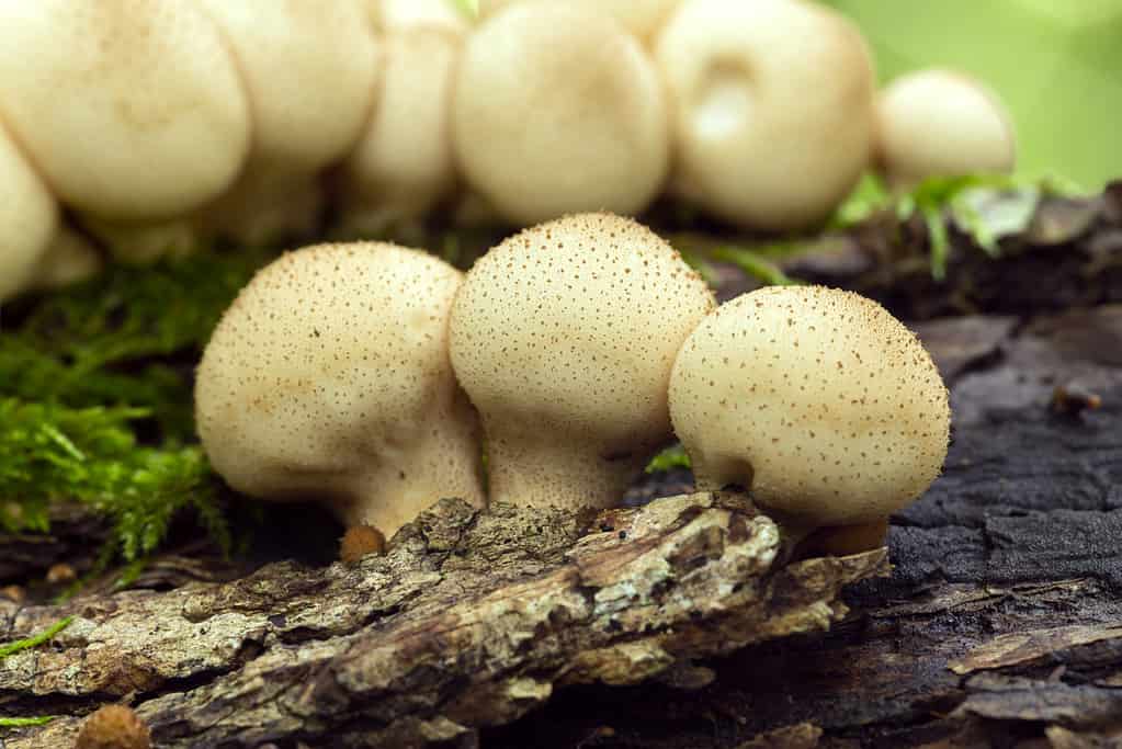 Lycoperdon pyriforme - fungo palla che cresce su legno