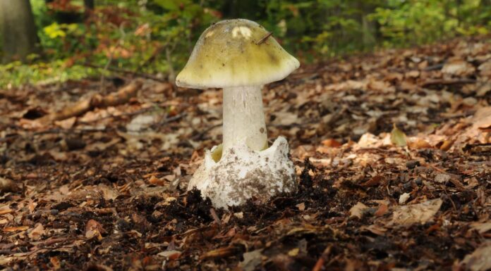 Funghi Death Cap contro funghi Puffball: 7 differenze chiave
