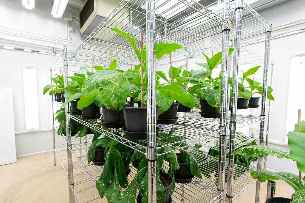 Testare le piante di tabacco