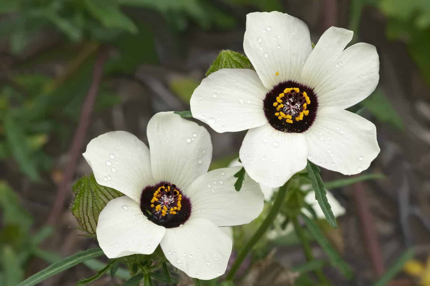 Fiore di un'ora (Hibiscus trionum).  Chiamato anche ibisco vescicale, ketmia vescicale, erbaccia vescicale, modestia, puarangi, shoogly e malva veneziana