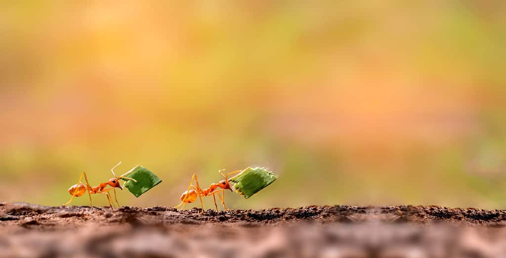 Due formiche stanno portando le foglie. Incredibili formiche forti.