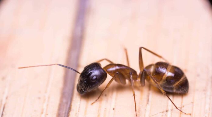  Le formiche hanno un cuore?  Pompano il sangue?
