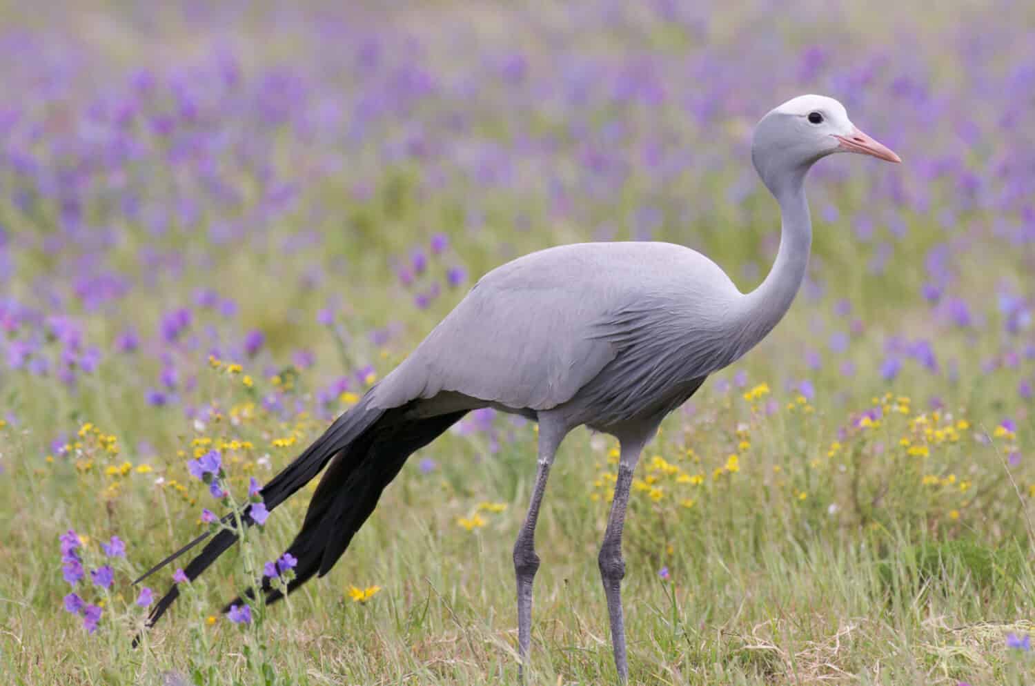 Blue Crane Bird nel prato sudafricano