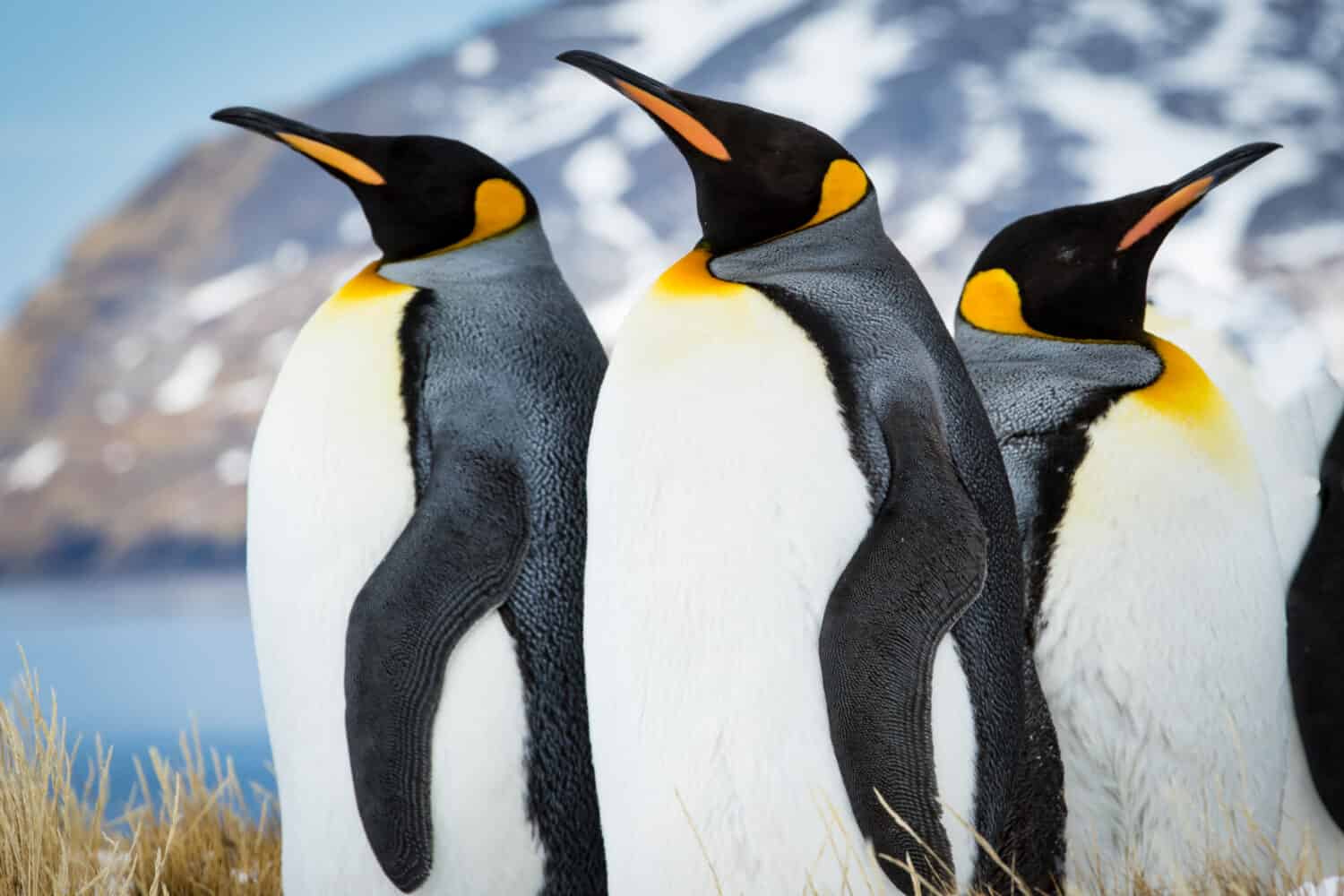 Pinguini imperatori della Georgia del Sud