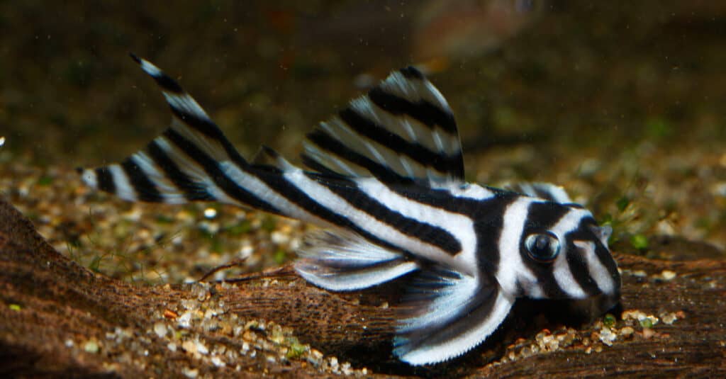 zebra pleco che nuota