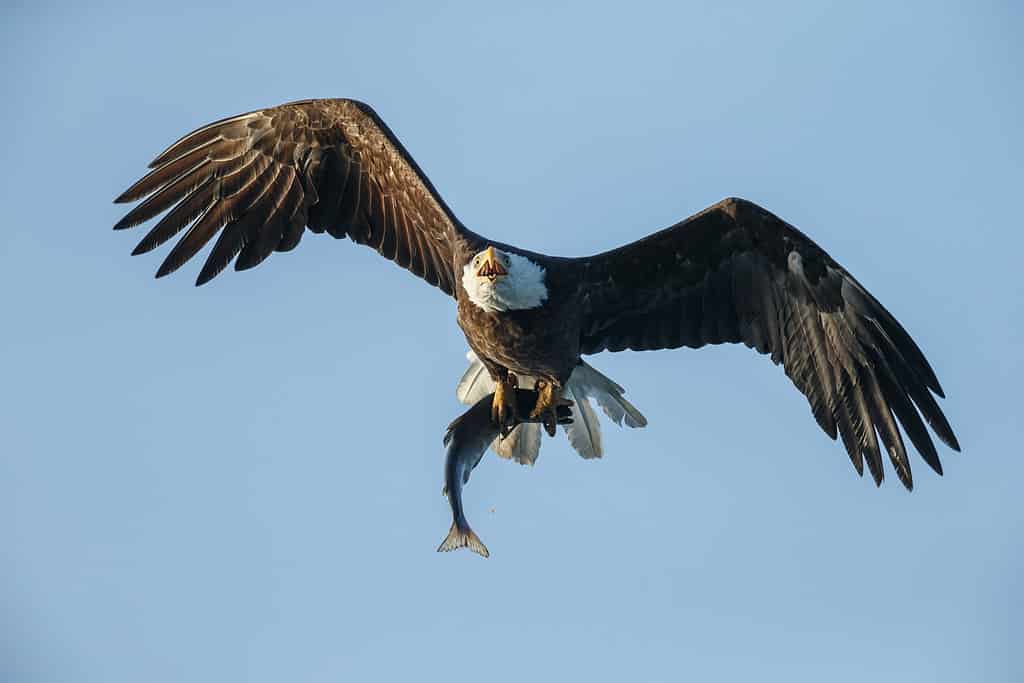 Aquila calva in volo con un salmone rosso tra gli artigli