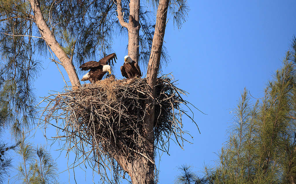 Famiglia di due genitori di aquila calva Haliaeetus leucocephalus con il loro nido di pulcini su Marco Island, Florida in inverno.