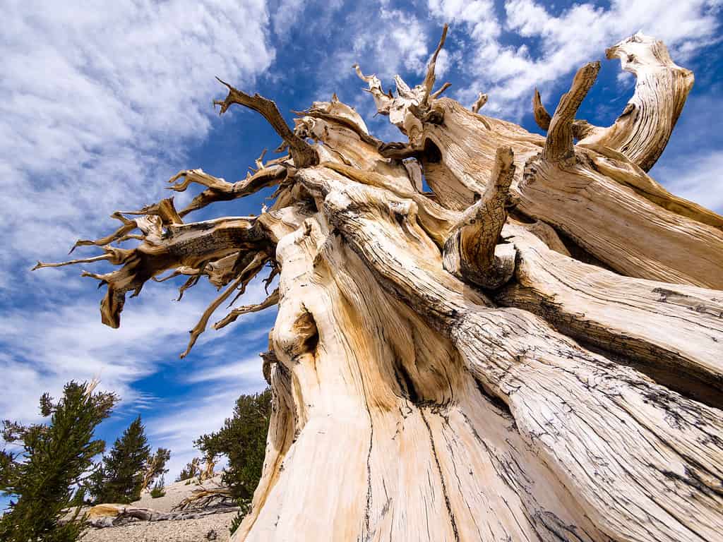 I pini Bristlecone del Great Basin National Park sono gli alberi più antichi del mondo.