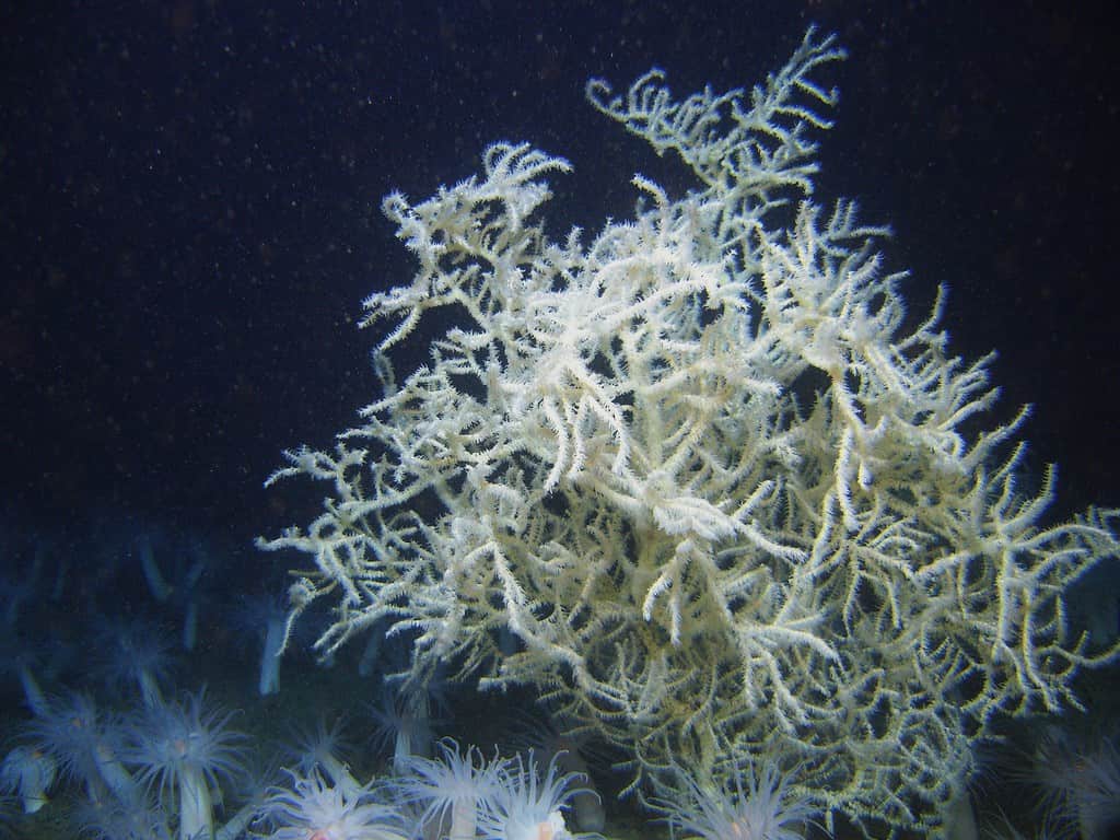Leiopathes glaberrima, una specie di corallo nero