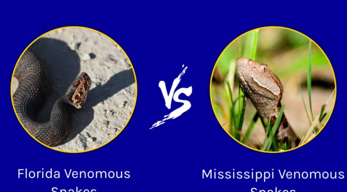 Florida vs Mississippi: quale stato ha più serpenti velenosi?
