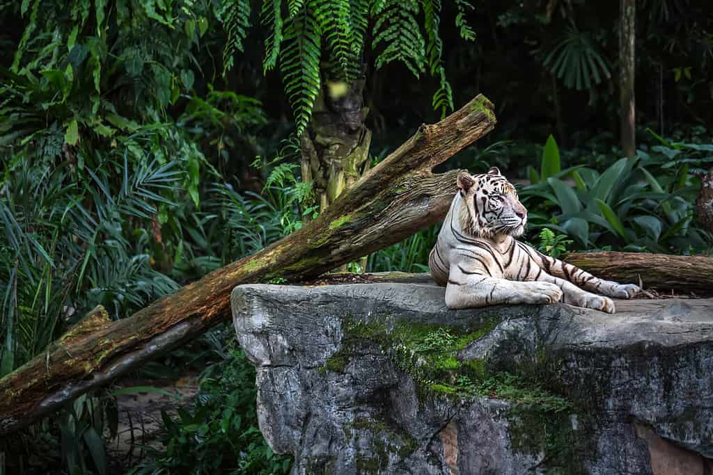 La vigorosa tigre bianca con gli occhi azzurri riposa sulla roccia sullo sfondo delle piante nello zoo di Singapore.  Foto del primo piano.  Orizzontale.