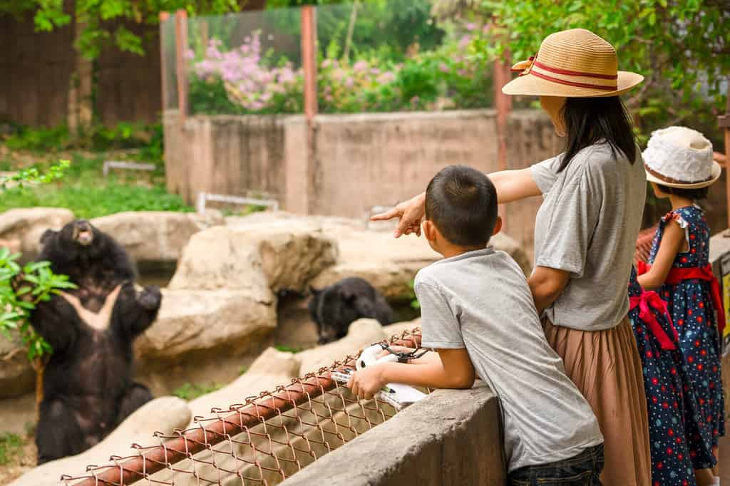 Famiglia asiatica bambini che imparano all'aperto durante le vacanze estive, madre fratello e sorelle che cercano uno spettacolo di orsi per nutrirsi nello zoo, bambino che tiene telescopio, penna e taccuino per scrivere conoscenza