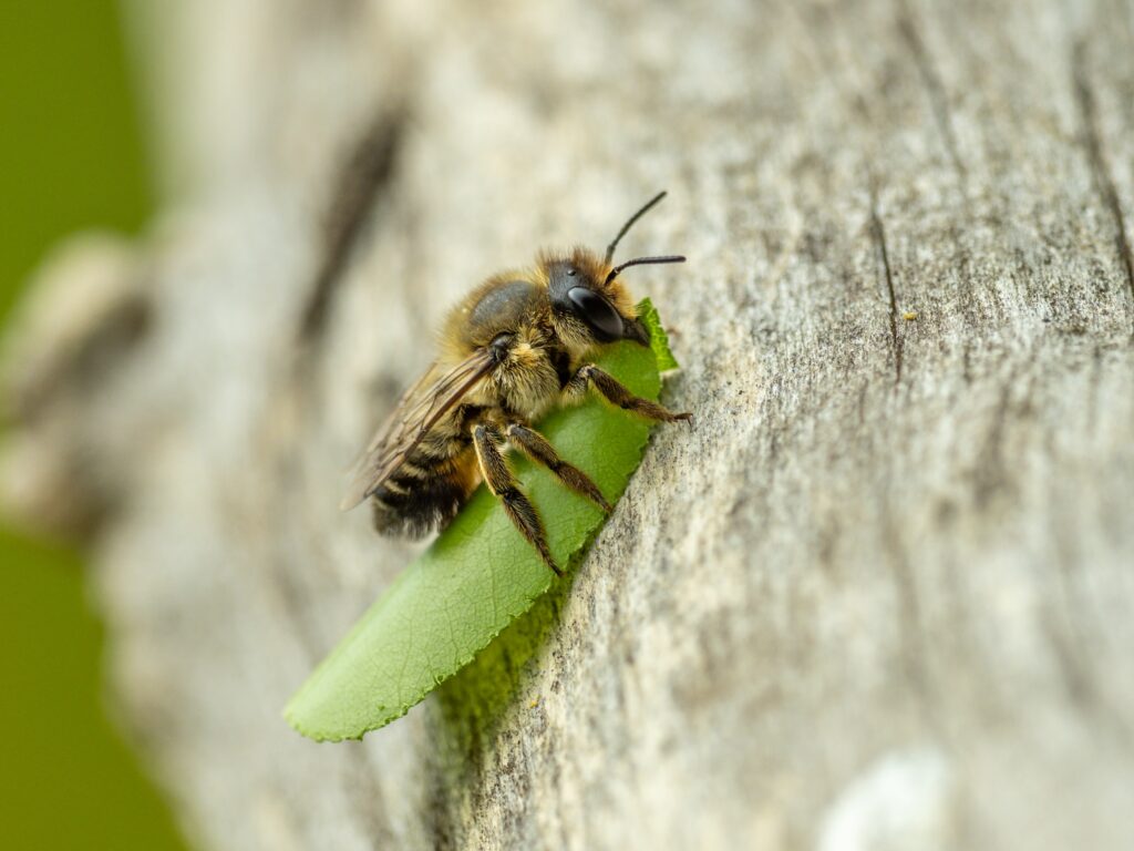 Una ripresa macro di un'ape tagliafoglie (specie Megachile) visto portare una foglia al suo nido .  La sinistra è verde, l'ape è nera e gialla.  La sua testa punta verso l'angolo in alto a destra della cornice.