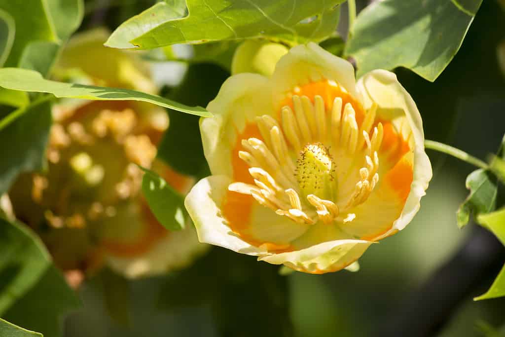 Pioppi tulipani in fiore