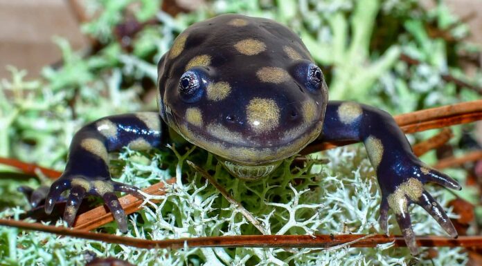 Scopri i 9 animali ufficiali dello stato dell'Illinois
