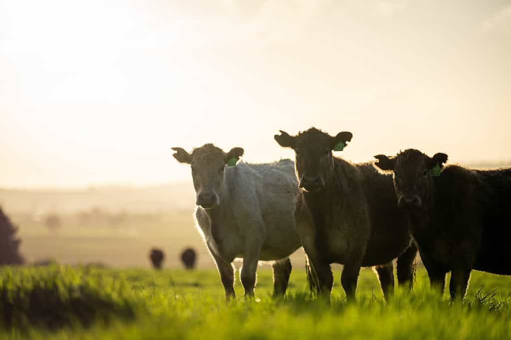 Mucche da carne, vitelli e tori che pascolano sull'erba in Australia.  mangiare fieno e insilato.  le razze includono parco macchiato, murray grigio, angus e brangus.