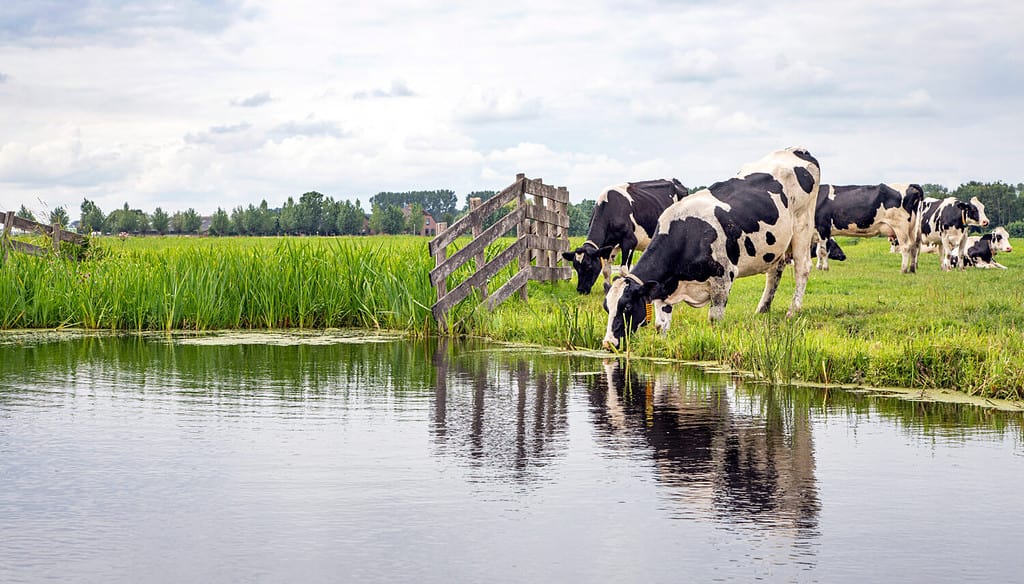 Mucca acqua potabile sulla riva del torrente una scena di campagna rustica, riflesso in un fosso, all'orizzonte un cielo blu con nuvole.