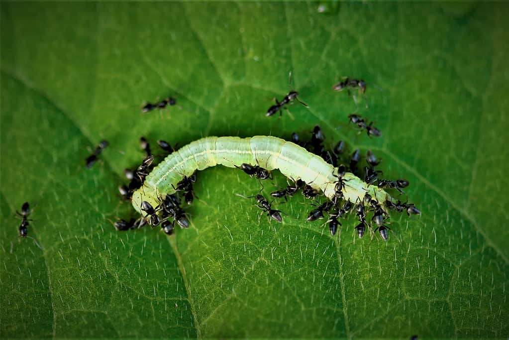   Un gruppo di formiche che trasportano un bruco.