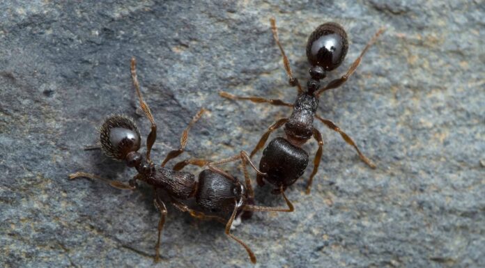Scopri i tipi di formiche che emergeranno in Florida quest'estate
