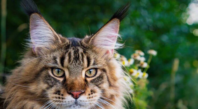 Visione felina contro visione umana: chi può vedere meglio?
