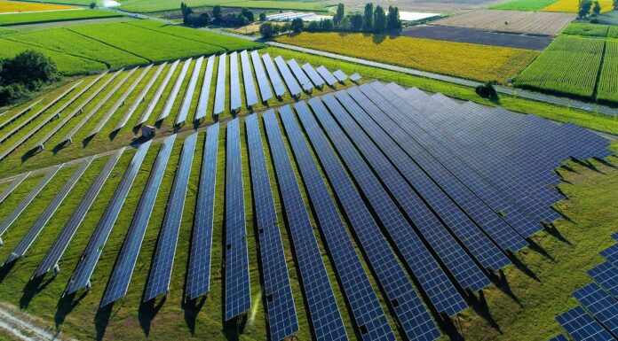 Scopri la più grande fattoria solare dell'Ohio (e ciò che vive intorno ad essa)
