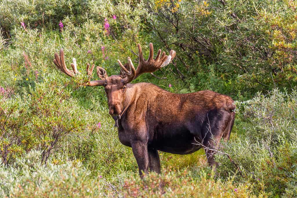 Alce toro dell'Alaska