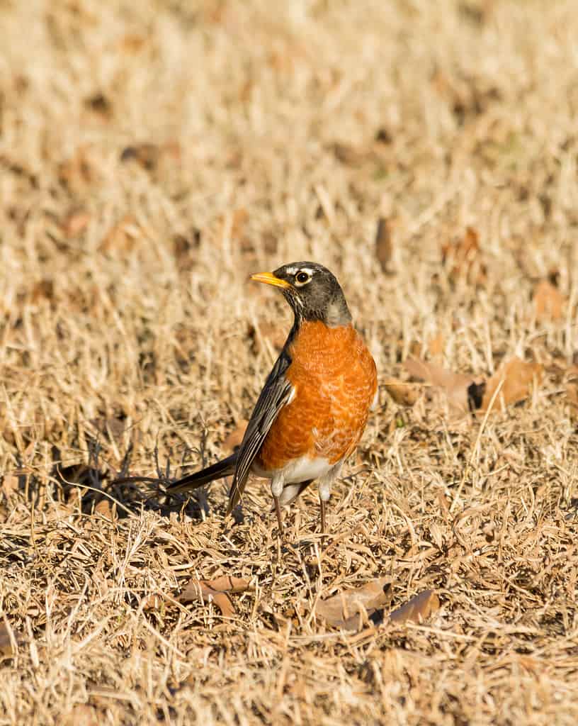 Robin americano alla ricerca di cibo nell'erba secca e dormiente in una soleggiata giornata invernale