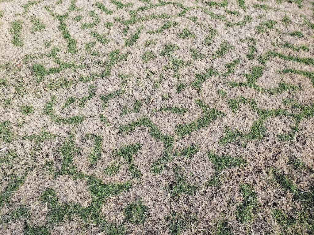 Bermudagrass in procinto di diventare dormiente.