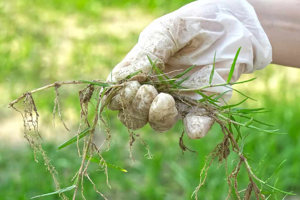 La mano destra dalla pelle chiara che indossa un guanto di lattice bianco è visibile nella cornice centrale che tiene un corridore di Bermudagrass che sta per diventare verde.  le radici sane sono visibili sul corridore dell'erba. 