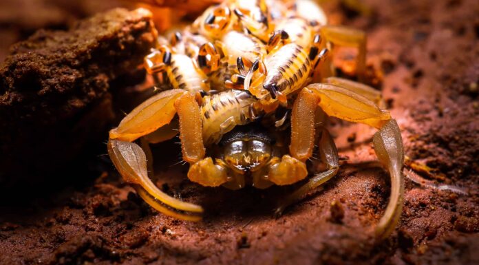 Scorpioni in Colorado: dove vivono e spesso pungono
