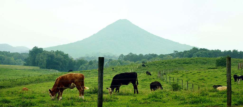 Allevamento di bestiame di fronte a House Mountain nella contea di Knox, Tennessee