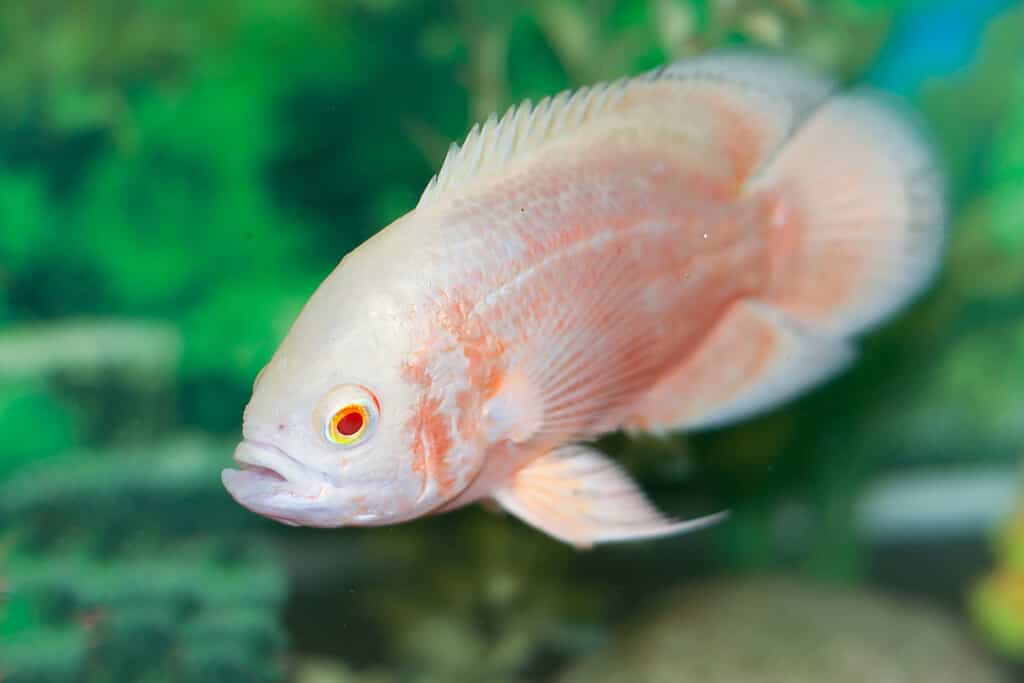 Pesce Oscar albino