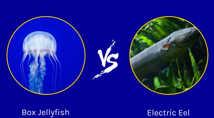 Scatola di meduse contro anguilla elettrica: quale creatura scivolosa vincerebbe in un combattimento?
