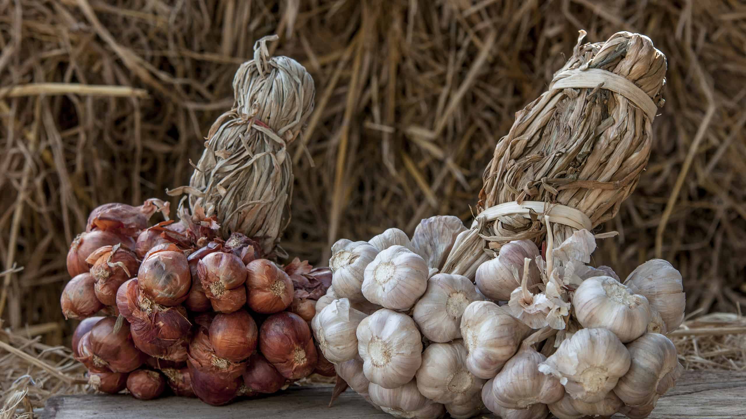 Aglio e cipolla sono un orto e un uso agricolo per cucinare un delizioso aroma.