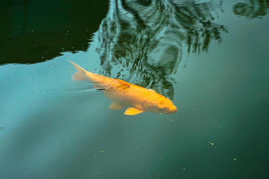 Carpe koi pesci rossi che nuotano nell'acqua