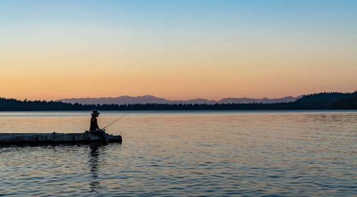 Scopri 5 fantastici pesci che vivono nel lago Tahoe
