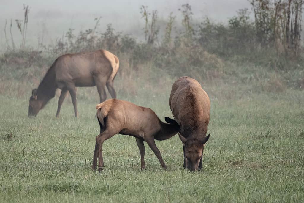 Elk Calf Nursing In Grassy Field in un campo nebbioso negli Smokies