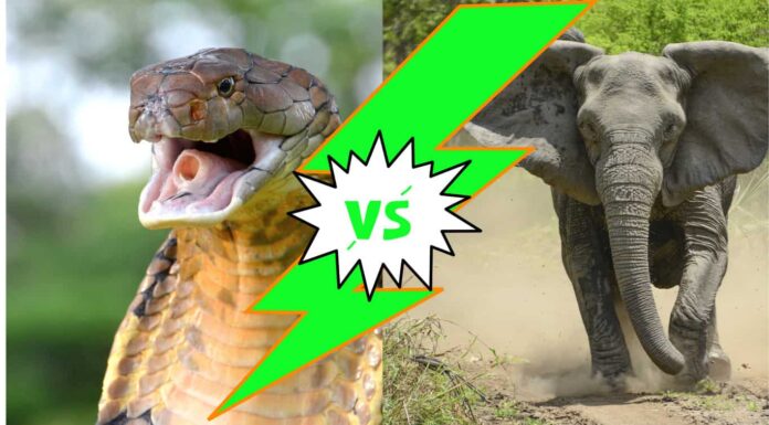 King Cobra vs Elephant: il serpente velenoso può abbattere l'enorme animale in un combattimento?
