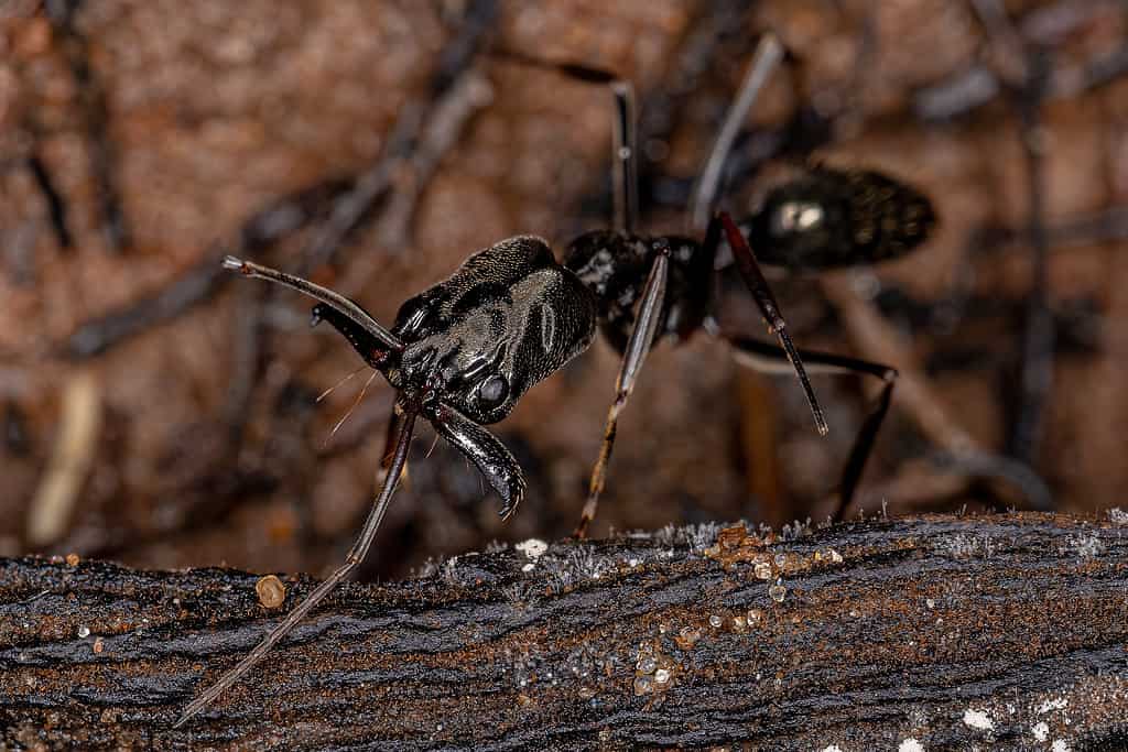 Le formiche dalle mascelle rilasciano un profumo di cioccolato quando sono in pericolo