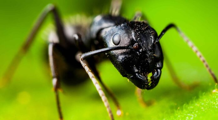  Sì, alcune formiche possono nuotare!  Fatti su quelli che possono e non possono
