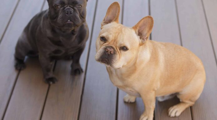 Scopri i 7 tipi più costosi di Bulldog francesi
