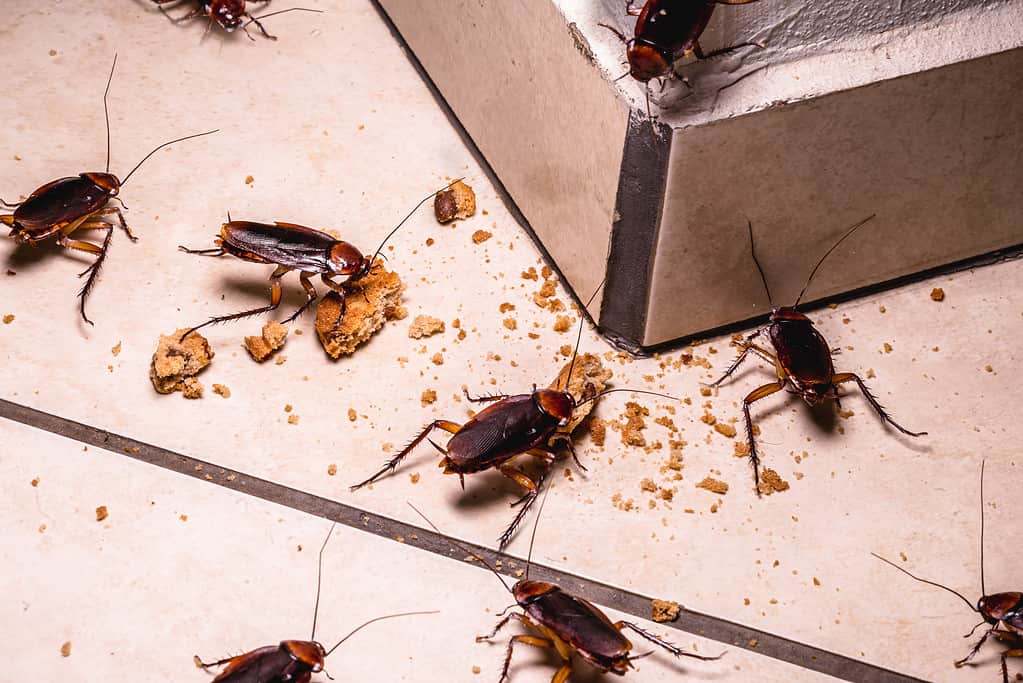 Infestazione di scarafaggi