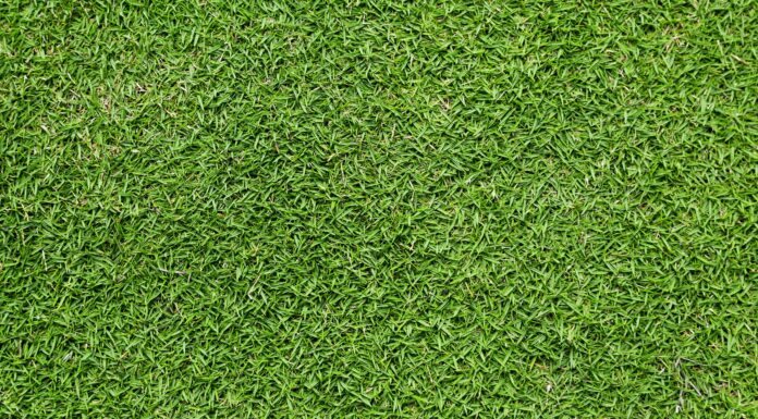 Tifway 419 Bermuda Grass: vantaggi, svantaggi e altro
