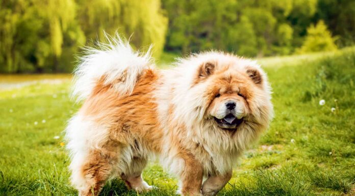 Durata della vita di Chow Chow: quanto tempo vivono i Chow Chow?
