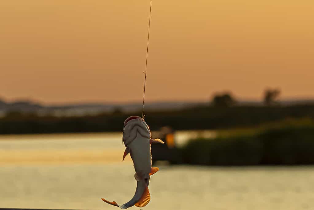 La pesca catch and release è una pratica comune tra i pescatori del Maryland.  Un pesce gatto appena catturato è visto su un amo che lotta dolorosamente per scappare con l'acqua che gocciola.  Il cielo al tramonto è sullo sfondo.