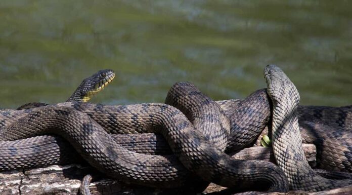 Scopri i 7 serpenti che strisciano intorno al fiume Atchafalaya della Louisiana
