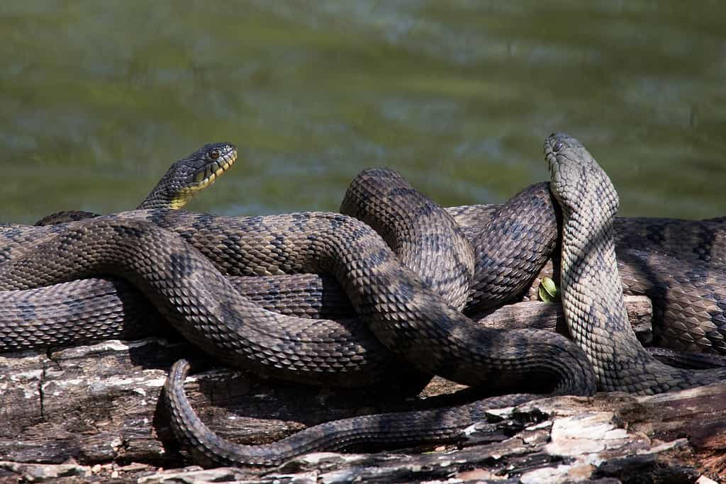 I serpenti d'acqua con il dorso di diamante sono grandi serpenti con distintivi motivi a forma di diamante sul dorso.
