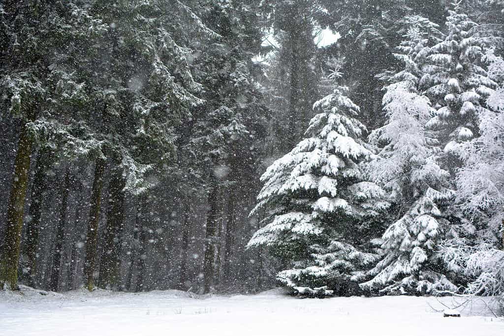 Foresta con alberi di conifere durante la tempesta di neve pesante in inverno